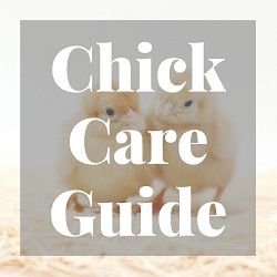 Chick Care Guide